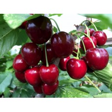 Cherries 350 Gram Punnet Grown in BLENHEIM